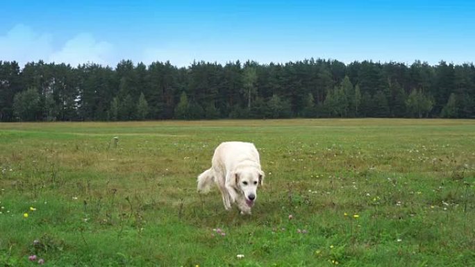 金毛猎犬以慢动作在草地上奔跑