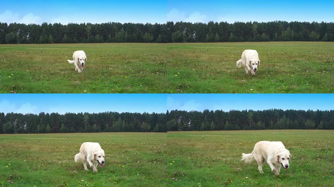金毛猎犬以慢动作在草地上奔跑