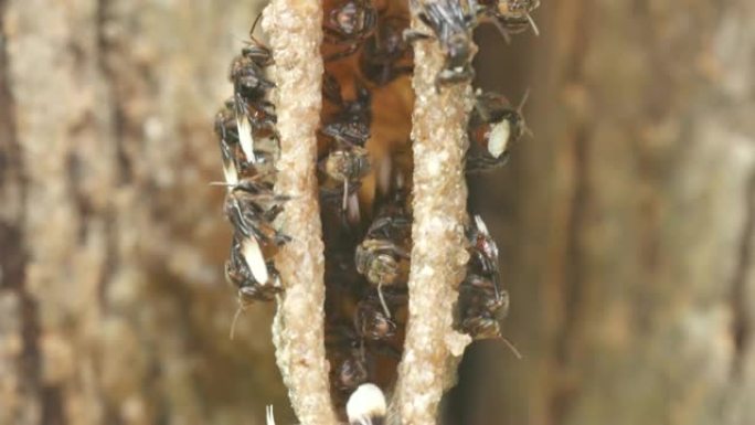 无刺蜜蜂在蜂巢入口处休息