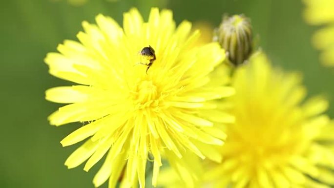 蜜蜂科的小昆虫从花朵中收集花粉