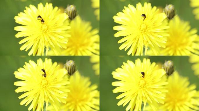 蜜蜂科的小昆虫从花朵中收集花粉