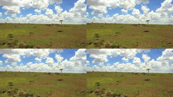 在非洲的热带稀树草原上放牧的斑马