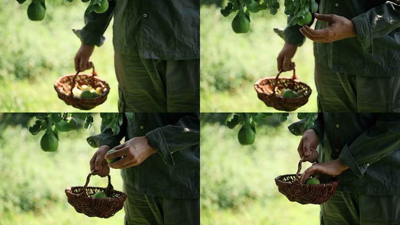 农民采摘梨