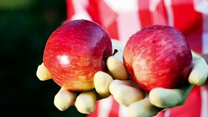 特写，新摘的红苹果在阳光下。农民戴着手套的手拿着两个成熟的红苹果，农业和园艺概念。健康营养