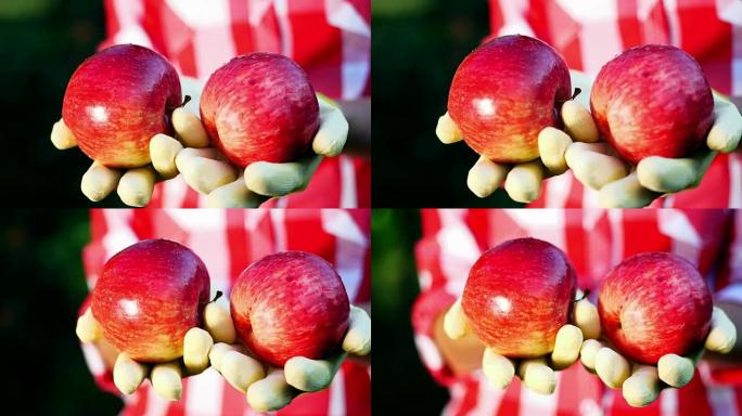 特写，新摘的红苹果在阳光下。农民戴着手套的手拿着两个成熟的红苹果，农业和园艺概念。健康营养