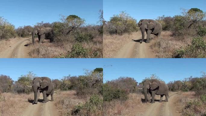 大象走过马路。