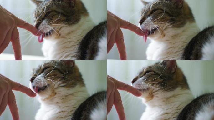 猫在慢动作中舔手180fps