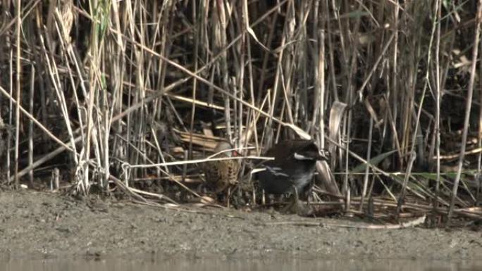 普通母鸡 (Gallinula chloropus)