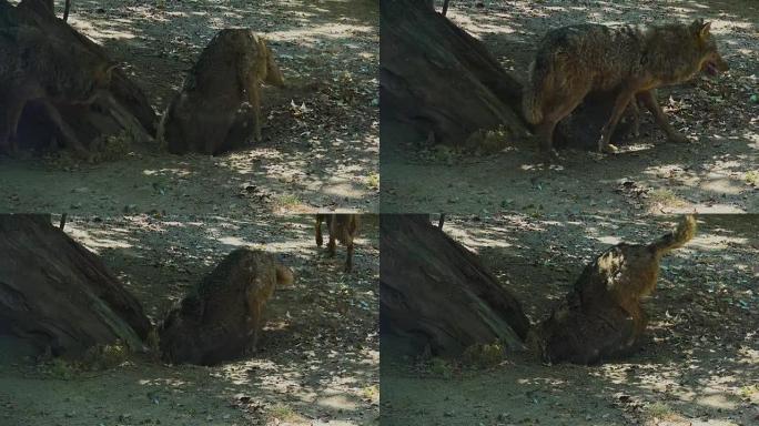 两只狼在树根上挖，交配仪式
