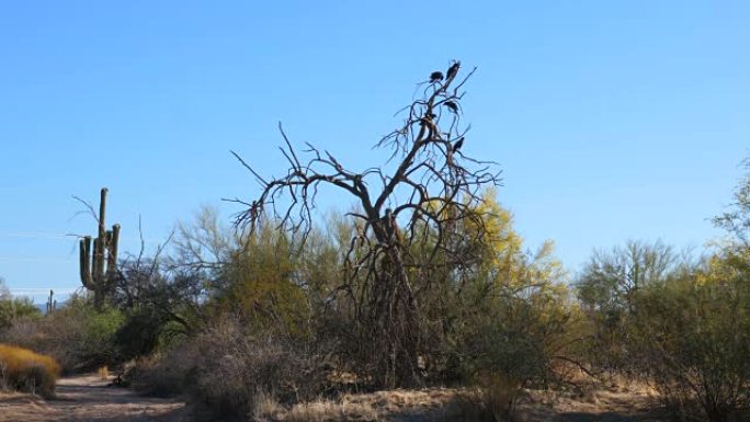 在死去的亚利桑那州沙漠树上的乌鸦