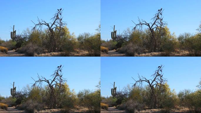 在死去的亚利桑那州沙漠树上的乌鸦