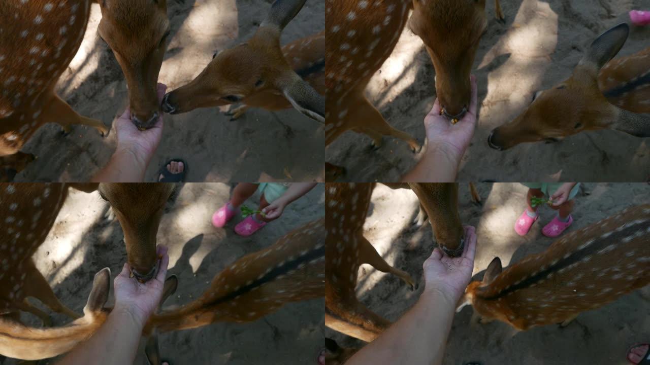 农场雄性手工喂养鹿的特写镜头。