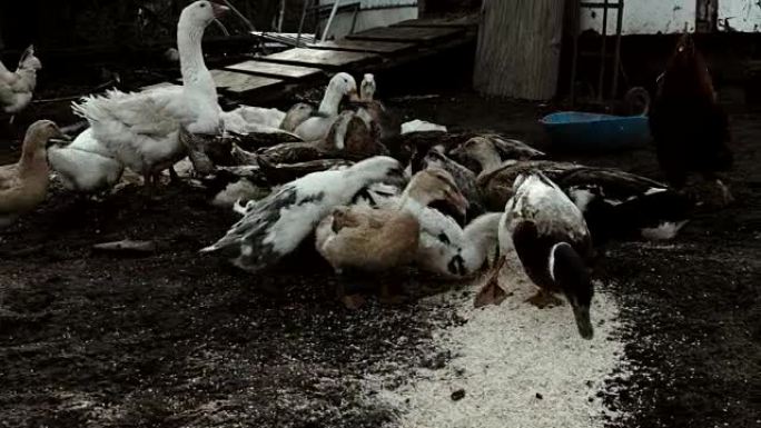 早上在农村谷仓前的一个农场里吃鸡和鸭