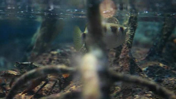 红树林中的弓箭鱼或toxotes chatareus，4K。