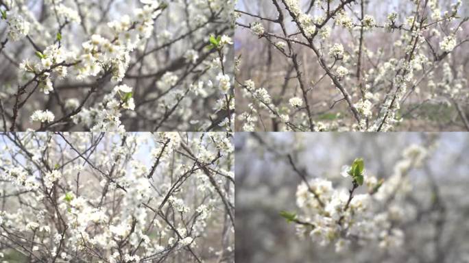 白色樱花 春暖花开 花朵特写 春色 春分