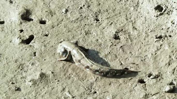 泥头鱼在陆地上行走和寻找食物。