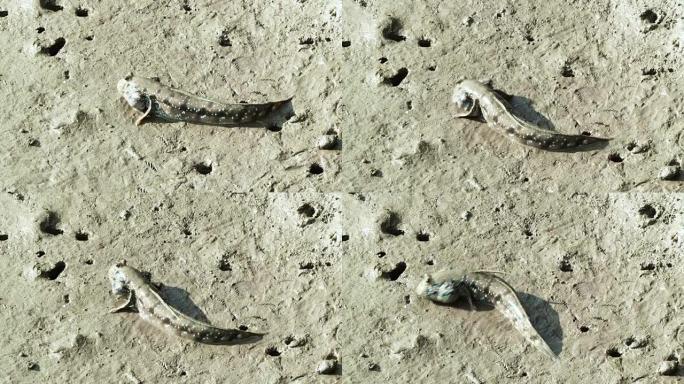 泥头鱼在陆地上行走和寻找食物。