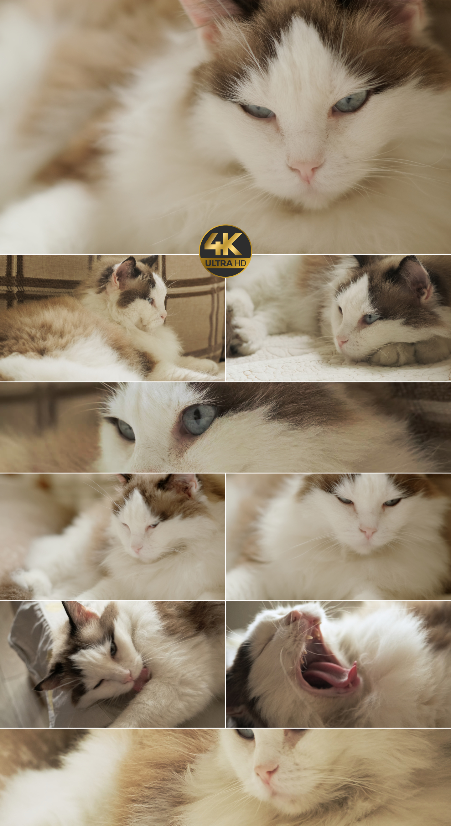 一只布偶猫的多个特写镜头，宠物猫特写。