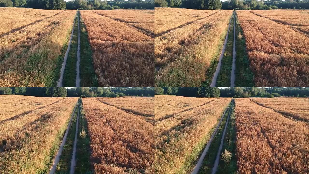 成熟的豌豆田和农家路，鸟瞰图