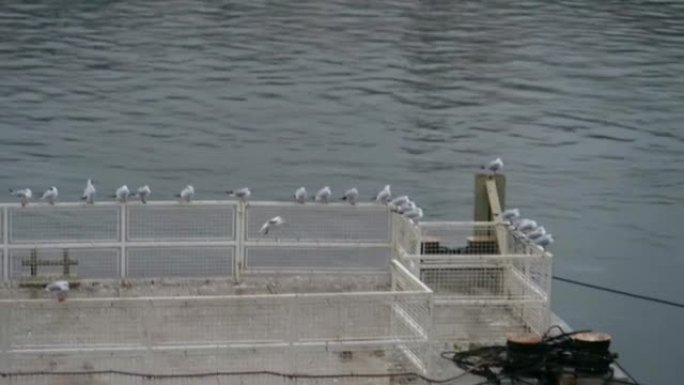 浮船坞上的海鸥-股票视频