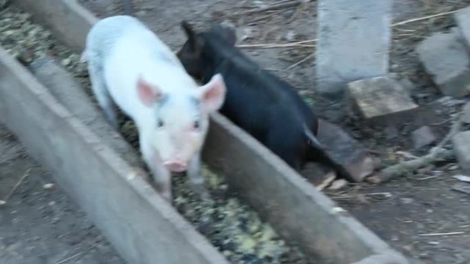 小猪从槽里吃东西，在农场院子里奔跑