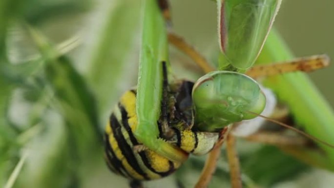 螳螂吃黄蜂蜘蛛 (Argiope bruennichi)