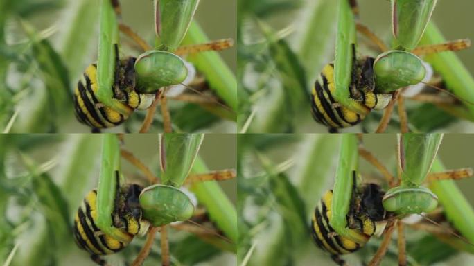 螳螂吃黄蜂蜘蛛 (Argiope bruennichi)