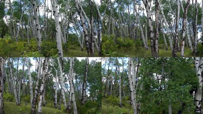 颤抖的阿斯彭森林驾驶慢动作