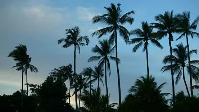 日落海滩或丛林中的棕榈剪影