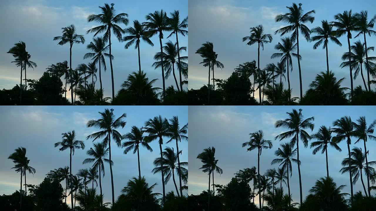 日落海滩或丛林中的棕榈剪影