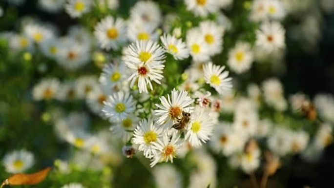 花粉白花和蜜蜂飞来飞去，以超慢动作120 fps收集花蜜。