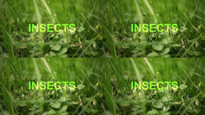 草背景下蚂蚁上的昆虫排版-生态概念