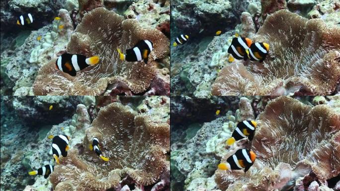 克拉克的海葵 (Amphiprion clarkii) 家族依偎在其寄主海葵的触角中，这种海葵在整个