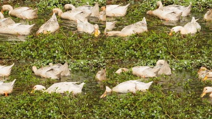 农村散养鸭子在池塘疯狂进食