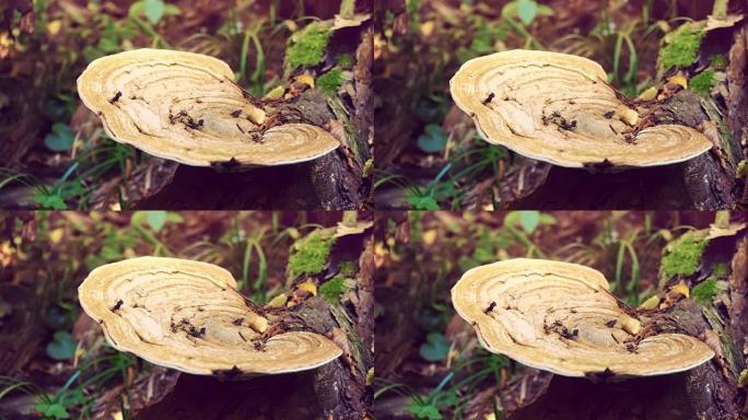 干燥树上的大蘑菇。野生自然