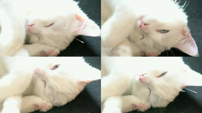 一只白色昏昏欲睡的猫伸展着打哈欠。一只白色睡猫的眼睛和鼻子的特写镜头。
