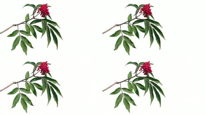 孤立的白色屏幕背景上带有绿色叶子的红莓树枝
