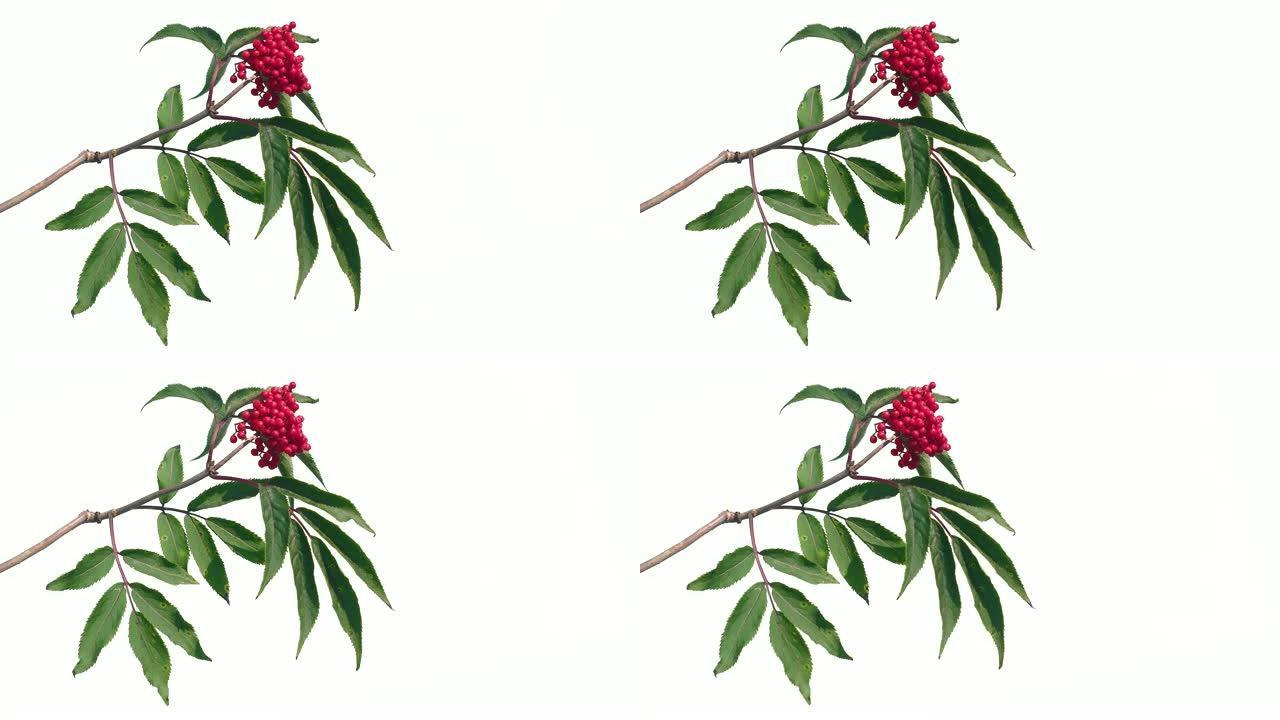 孤立的白色屏幕背景上带有绿色叶子的红莓树枝