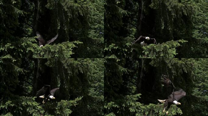 白头海雕，haliaeetus leucocephalus，成年飞行，从树枝起飞，慢动作
