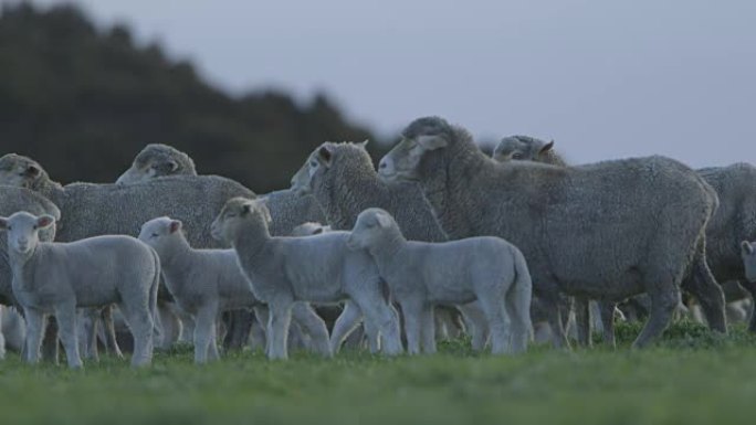 下午晚些时候在澳大利亚农场放牧的绵羊，慢动作
