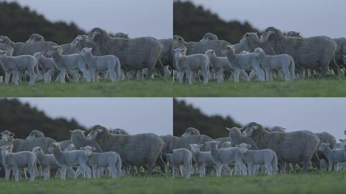 下午晚些时候在澳大利亚农场放牧的绵羊，慢动作