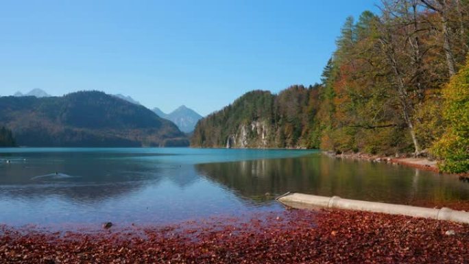 高山湖泊的美丽全景。它位于德国巴伐利亚州施旺高的新天鹅堡和Hohenschwangau城堡附近。