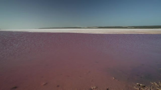 西澳大利亚粉红湖