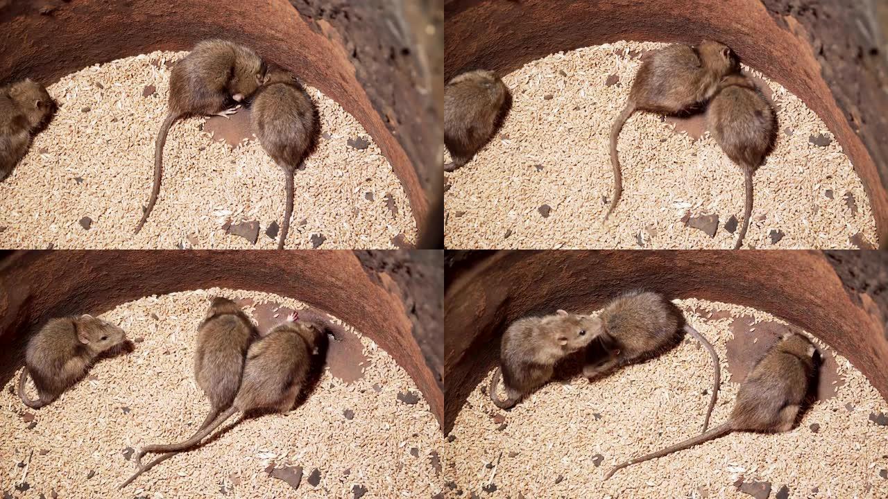 大野生老鼠试图通过底部的裂缝摆脱陷阱