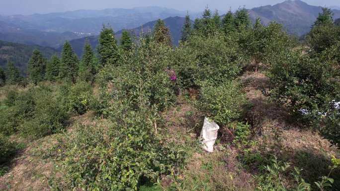 摘茶果油茶果山茶果