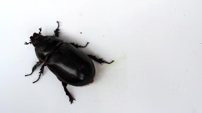 白色背景上的黑色甲虫