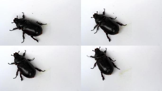 白色背景上的黑色甲虫