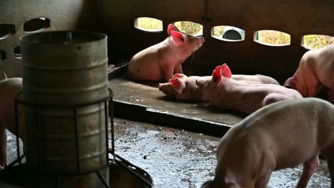 现代工业养猪场上的猪