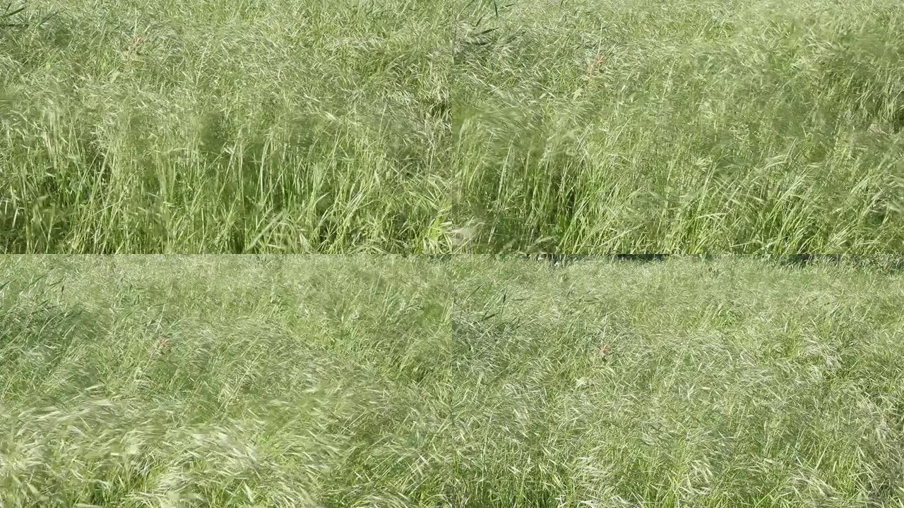 野生燕麦草