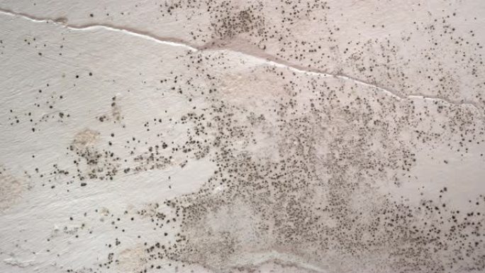 墙壁和天花板上有毒的黑色霉菌。生长和繁殖